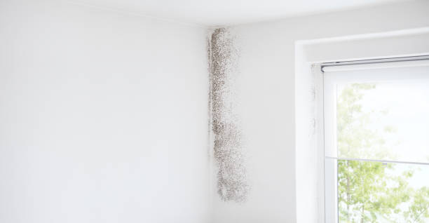 Mold Remediation for Rental Properties in Perth Amboy, NJ